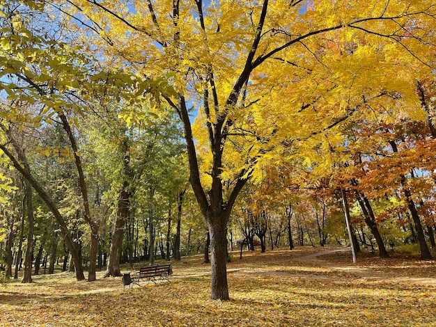 Arbre aux feuilles jaunes dans le parc auautmn par une journée ensoleillée