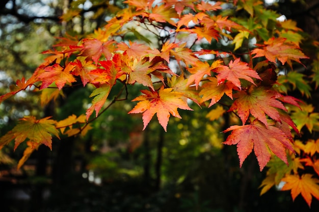 Un arbre aux feuilles orange et jaunes sur lesquelles est inscrit le mot érable.