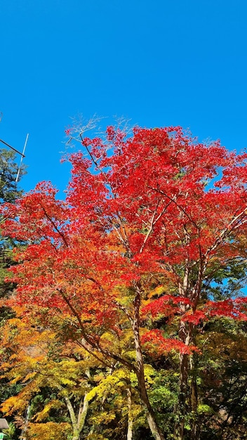 Un arbre aux feuilles rouges à l'automne