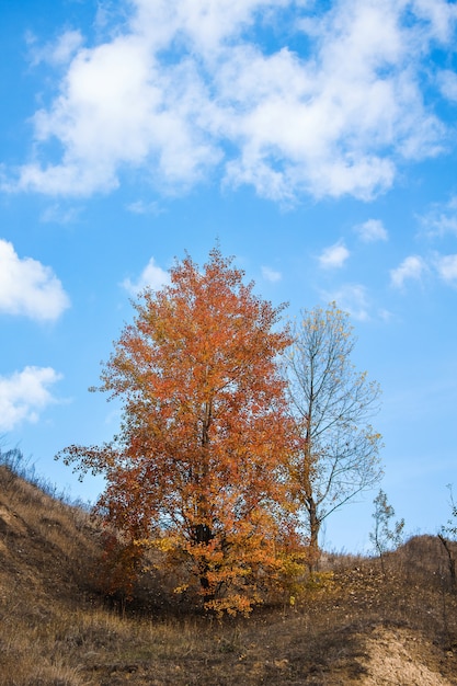 Arbre aux feuilles rouges sur ciel bleu avec des nuages à l'automne