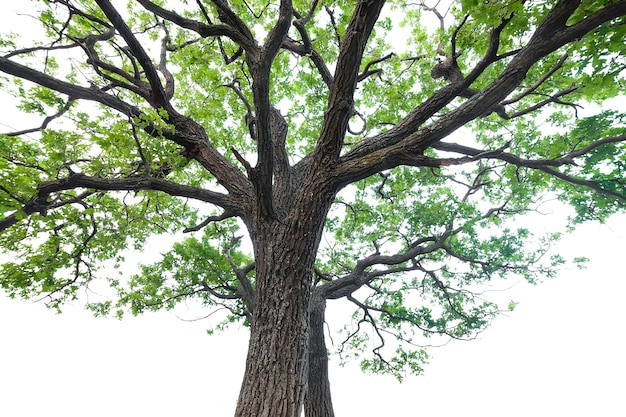 Un arbre aux feuilles vertes. Chêne. isolé