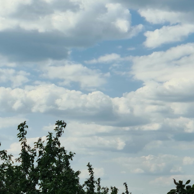 Un arbre aux feuilles vertes et un ciel bleu avec des nuages