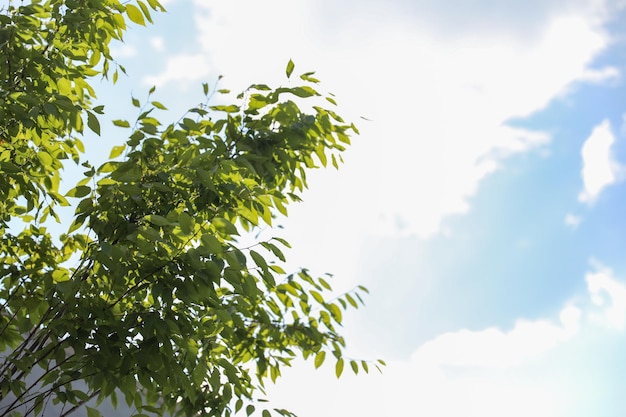 Un arbre aux feuilles vertes et un ciel bleu avec des nuages