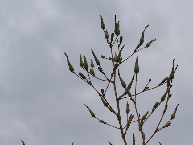 Photo un arbre aux feuilles vertes et un ciel nuageux en arrière-plan.