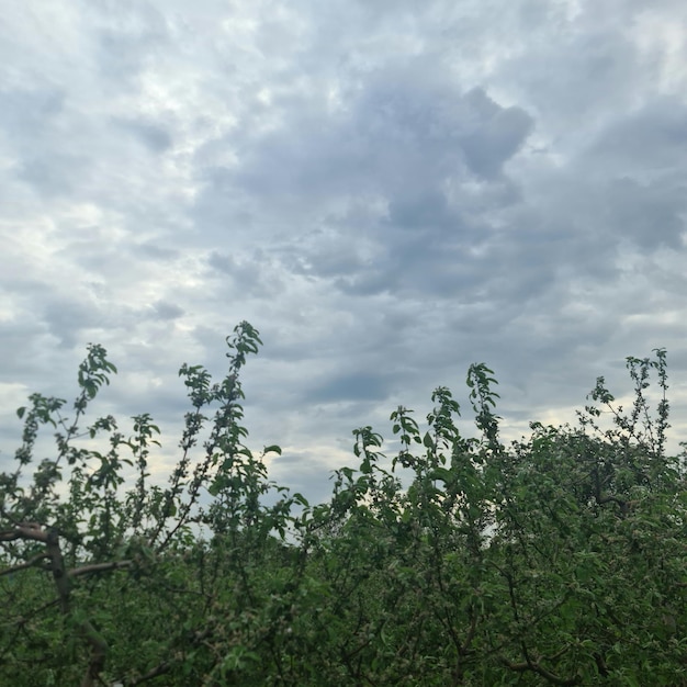 Un arbre aux feuilles vertes et un ciel nuageux