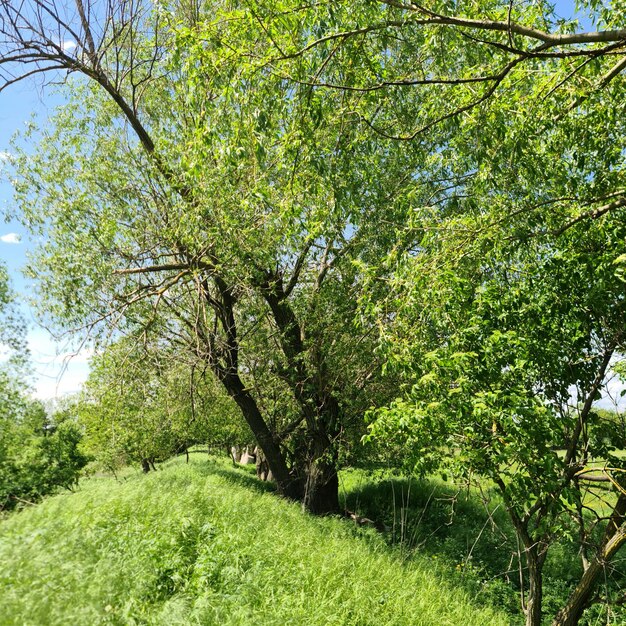 Un arbre aux feuilles vertes se trouve dans un champ avec un ciel bleu en arrière-plan.