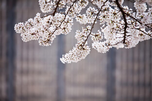 Un arbre aux fleurs blanches en pleine floraison