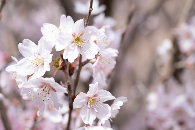 Un arbre aux fleurs blanches