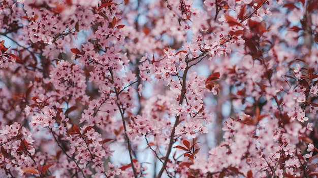 Un arbre aux fleurs roses au printemps