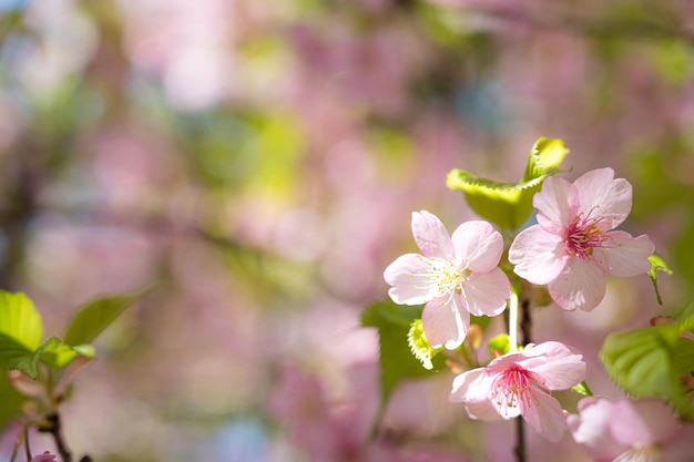 Un arbre aux fleurs roses au printemps