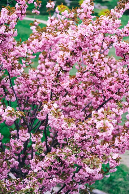 Photo un arbre aux fleurs roses au printemps