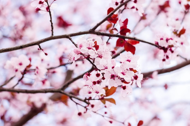 Un arbre aux fleurs roses et aux feuilles rouges