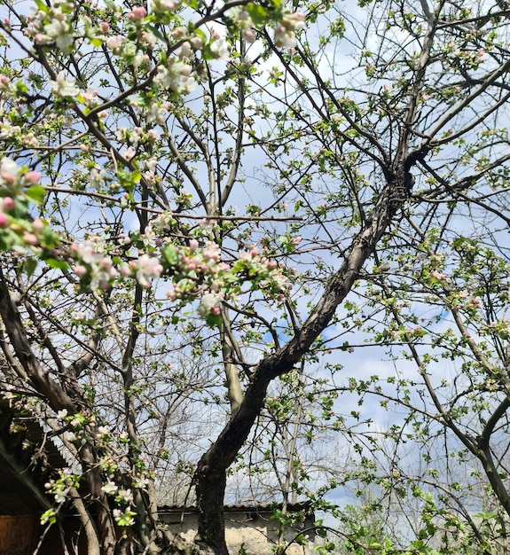 Un arbre aux fleurs roses et aux feuilles vertes est en fleurs.