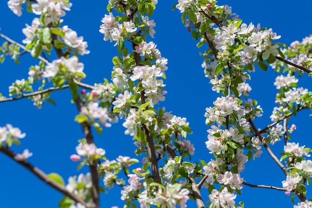 Un arbre aux fleurs roses et blanches et aux feuilles vertes.