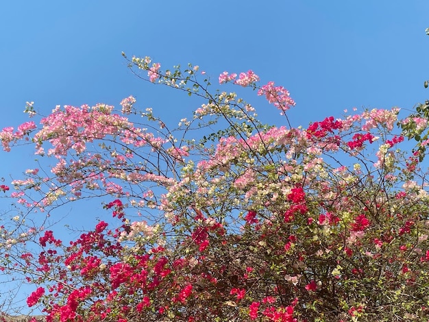 Un arbre aux fleurs roses dans le ciel