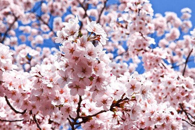 Un arbre aux fleurs roses portant le mot cerise