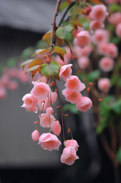 Un arbre aux fleurs roses sous la pluie