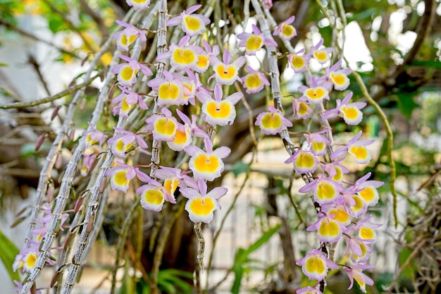 Un arbre aux fleurs violettes et jaunes et aux pétales blancs.