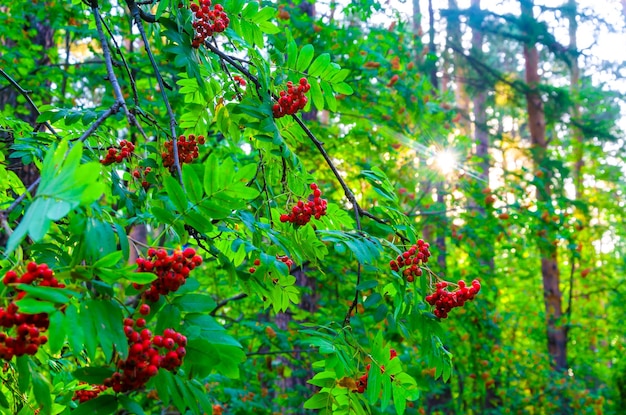 Un arbre aux fruits rouges dans la forêt