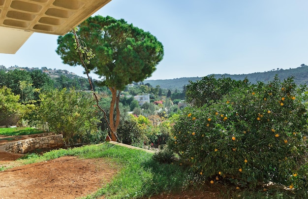 Arbre aux mandarines sur le fond du paysage