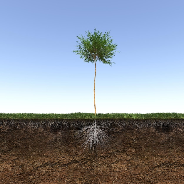 arbre aux racines fortes et profondes, rendu 3d