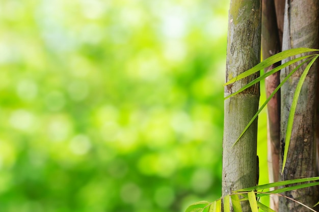 Arbre en bambou avec le fond vert de bokeh de nature photo stock