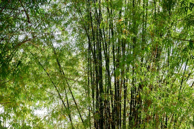 Arbre de bambou vert texture de fond