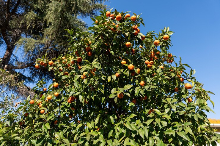 Photo un arbre avec beaucoup d'oranges dessus