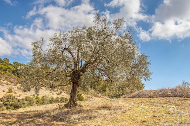 Arbre d'une beauté captivante dans la sérénité d'une nature intacte