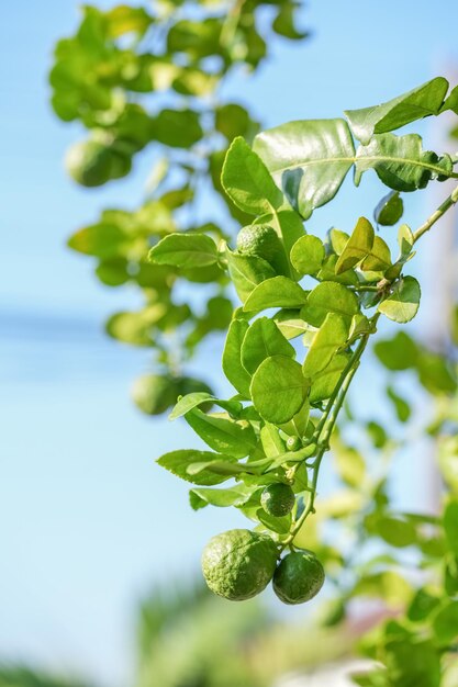 Arbre de bergamote ou lime kaffir avec des feuilles vertes sur fond de ciel bleu