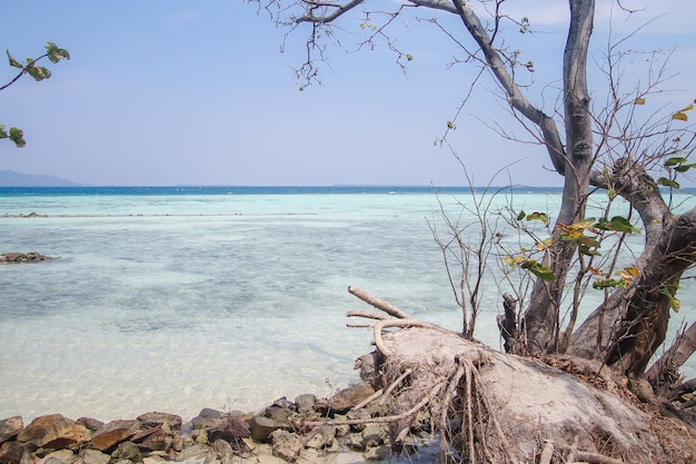 Arbre blanc de bois flotté sur la plage blanche avec du sable blanc dans l'île de Karimun Jawa Indonésie