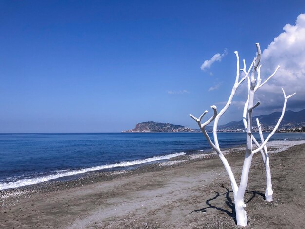 Un arbre blanc sur une plage avec un ciel bleu en arrière-plan