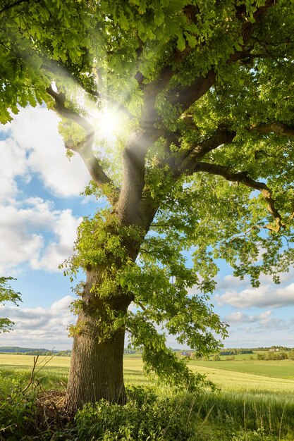 Photo arbre en bois avec soleil et environnement naturel dans la campagne avec ciel bleu à l'extérieur agriculture ou écologie de printemps ou d'été et arbres verts à la lumière du jour à l'extérieur pour la croissance des plantes