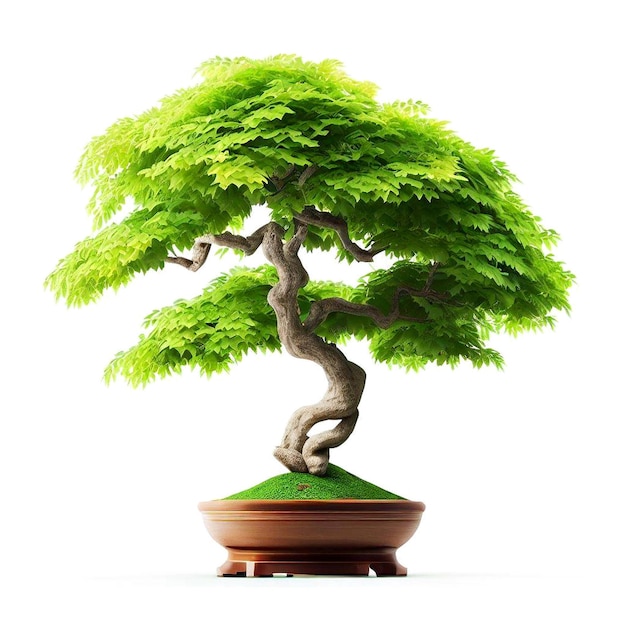 arbre de bonsai dans un pot sur un fond blanc