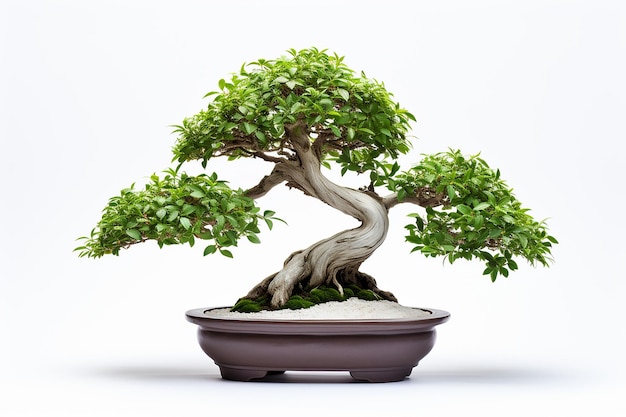 arbre bonzai en pot fond blanc