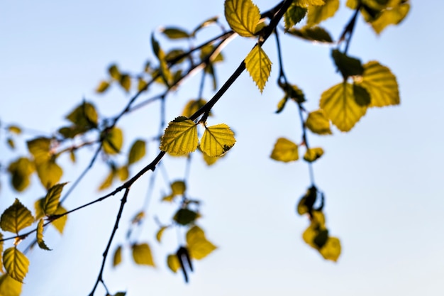 arbre de bouleau