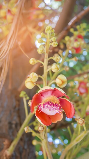 Arbre de boulets de canon (Couroupita guianensis)