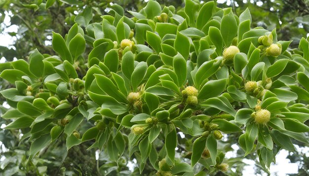 Photo un arbre avec un bouquet de fleurs bourgeonnantes dessus