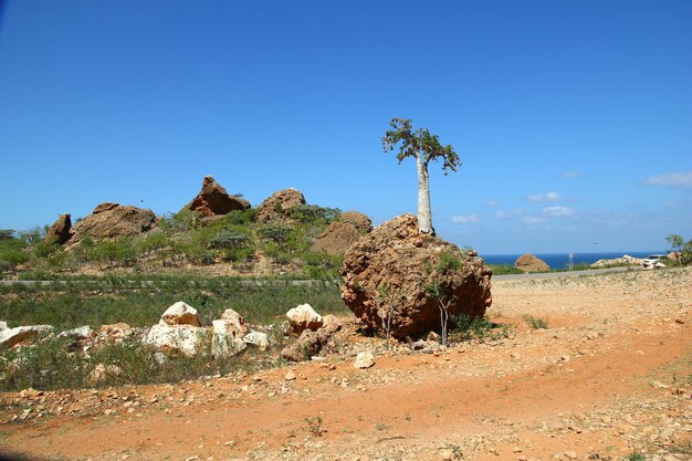 L'arbre bouteille dans la roche de l'île de Socotra Yémen océan Indien