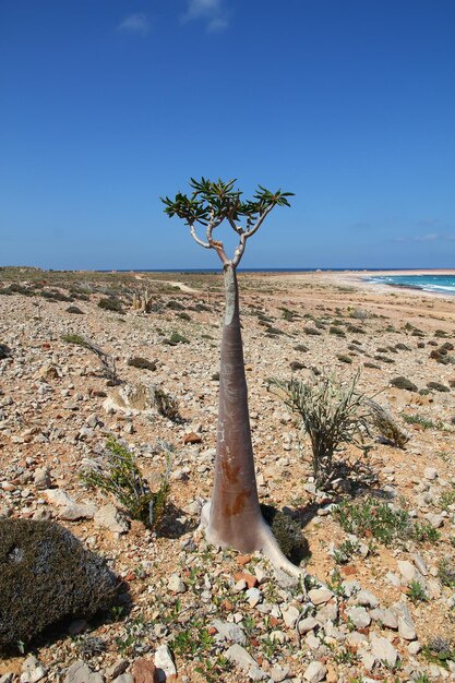 L'arbre bouteille sur l'île de Socotra Yémen océan Indien