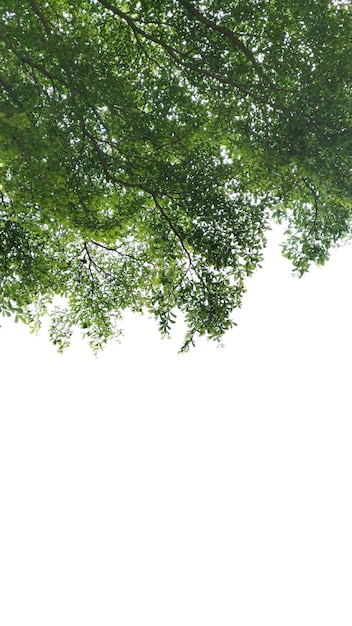 arbre branche isolé sur fond blanc.