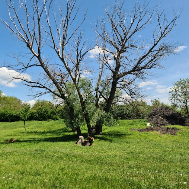 Un arbre avec une branche morte au milieu