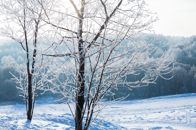 Arbre avec des branches enneigées sur fond de champ d&#39;hiver blanc et