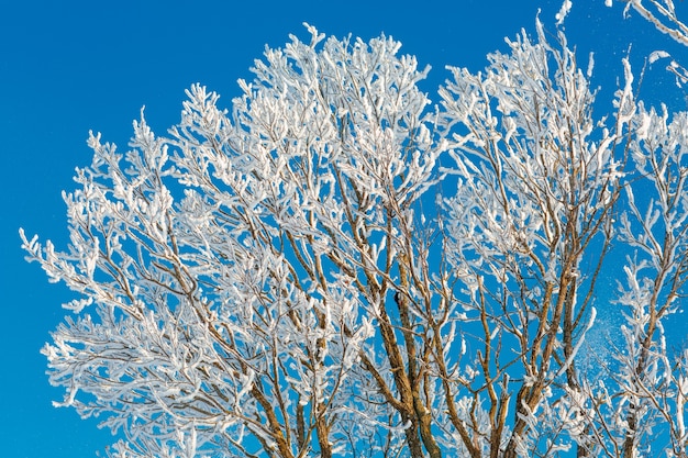 Un arbre avec des branches en gel sur un ciel bleu lumineux sur une journée ensoleillée glaciale