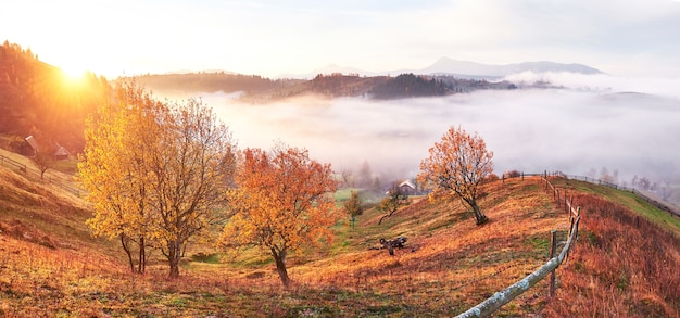 Arbre brillant sur une pente de colline avec poutres ensoleillées à la vallée de montagne couverte de brouillard.