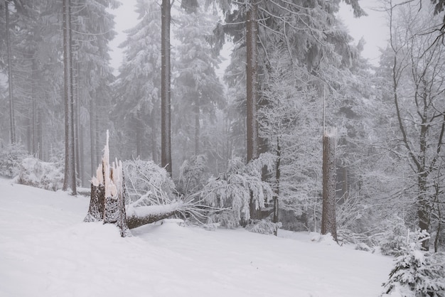 Arbre brisé dans la forêt, hiver et neige