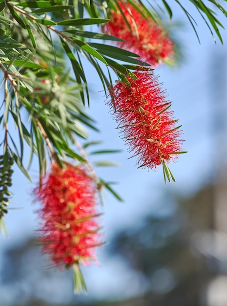 Un arbre brosse à bouteille rouge avec un ciel bleu en arrière-plan