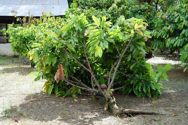 Photo l'arbre de cacao est tombé dans le vent.