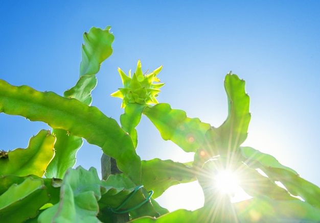 Arbre de cactus aux fruits du dragon avec des fruits verts sur le dessus du ciel bleu vif avec lens flarexA