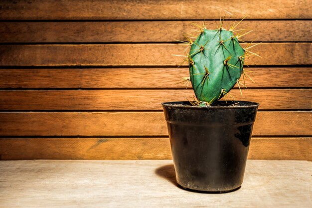 Arbre de cactus sur un pot noir sur fond de bois